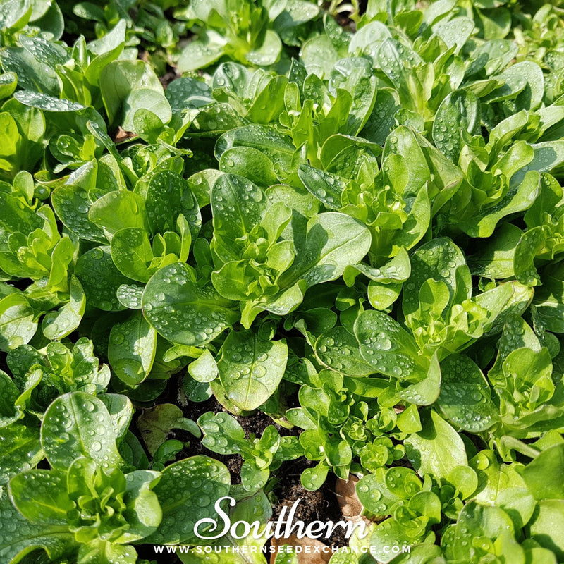 Load image into Gallery viewer, Corn Salad – 100 Seeds
