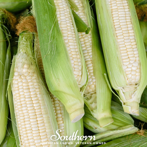 Stowells Evergreen Sweet Corn – 30 Seeds, additional product view 2