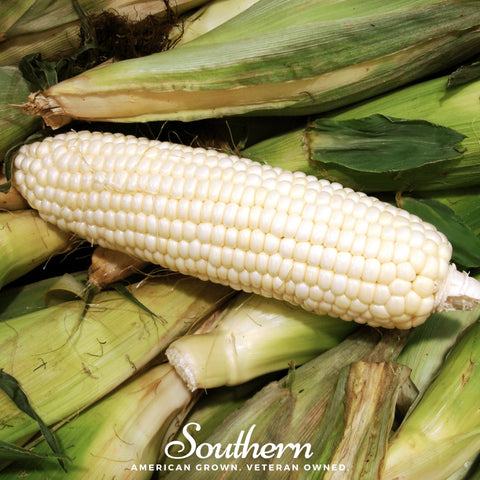 Stowells Evergreen Sweet Corn 30 Seeds
