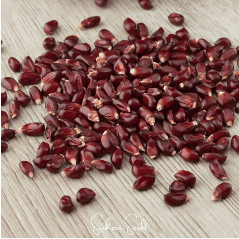 Load image into Gallery viewer, Strawberry Corn – 30 Seeds

