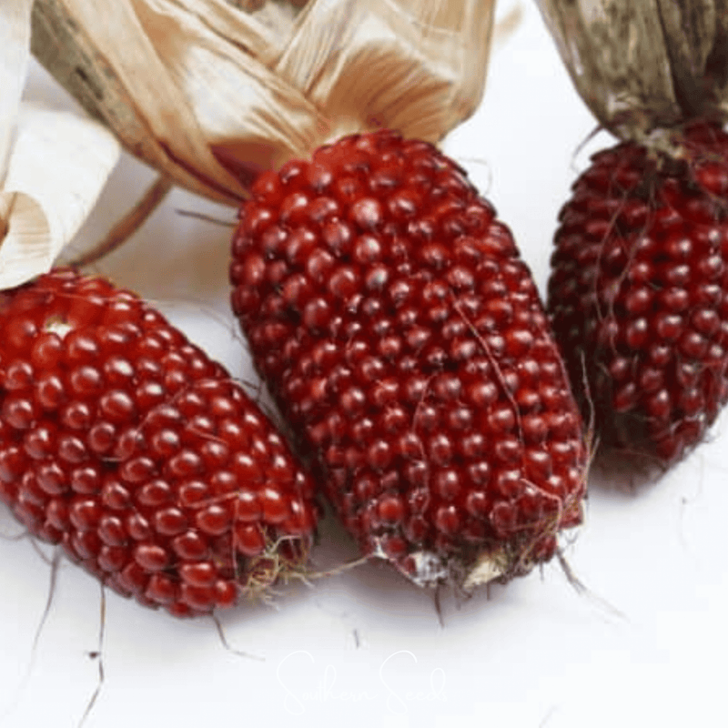 Load image into Gallery viewer, Strawberry Corn – 30 Seeds
