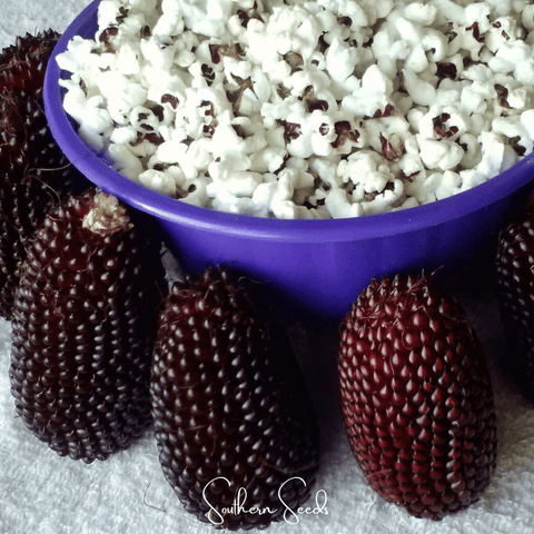 Strawberry Corn – 30 Seeds, additional product view 2