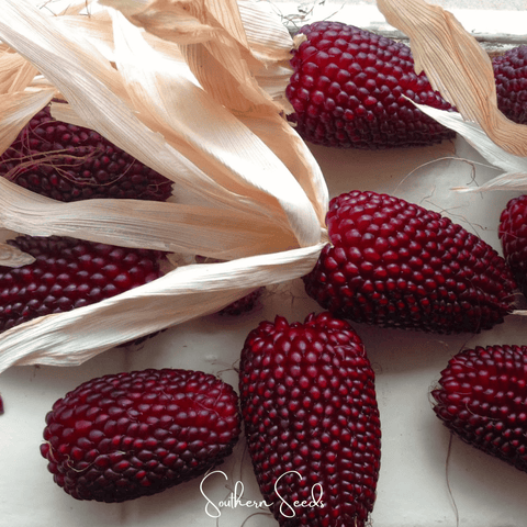 Strawberry Corn 30 Seeds