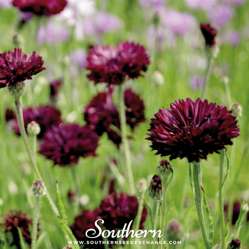 Load image into Gallery viewer, Black Cornflower – 50 Seeds

