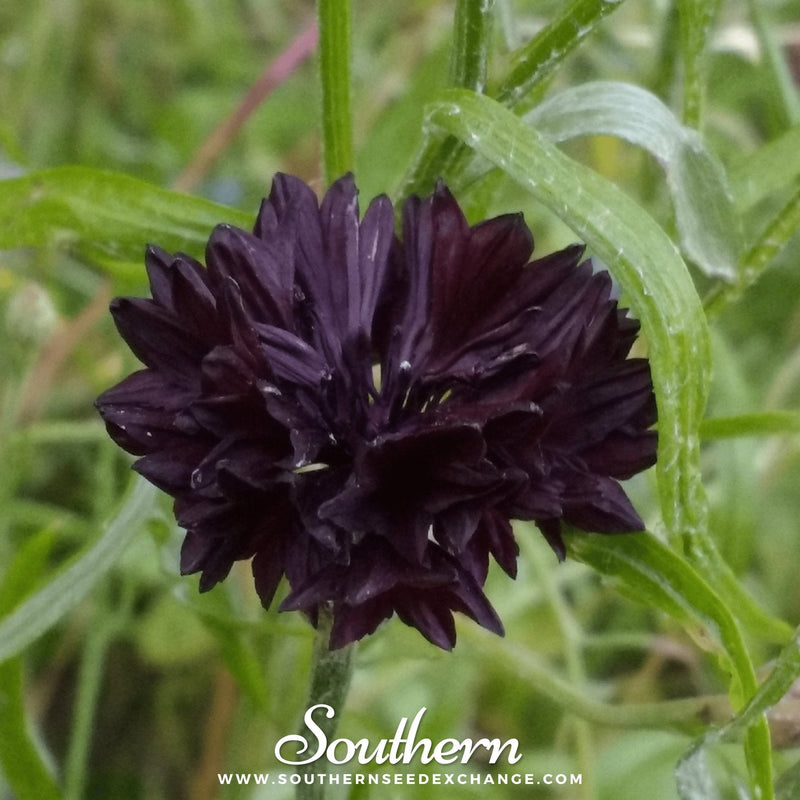 Load image into Gallery viewer, Black Cornflower – 50 Seeds
