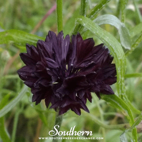 Black Cornflower seeds package, 50 count, GrowTime Garden Supply