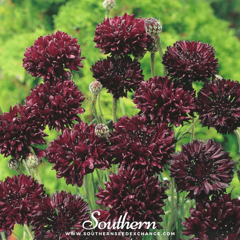 Black Cornflower – 50 Seeds, additional product view 2