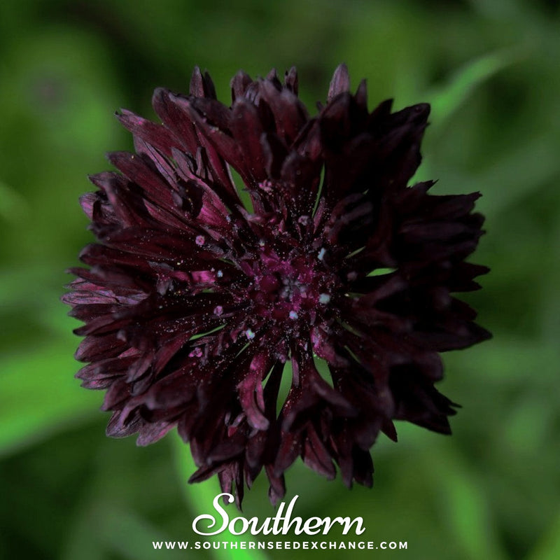 Load image into Gallery viewer, Black Cornflower – 50 Seeds
