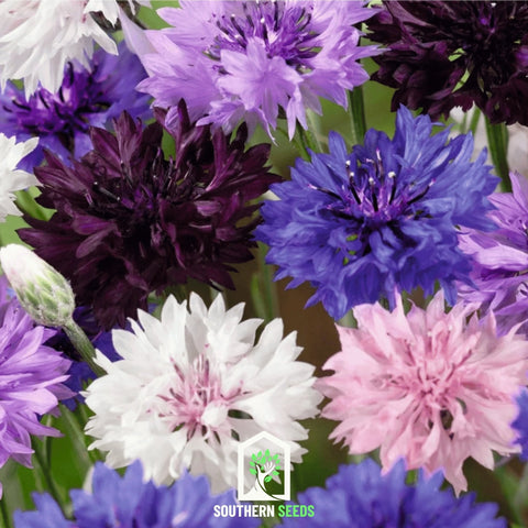 Cornflower Mix 100 Seeds