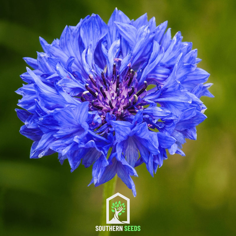 Load image into Gallery viewer, Cornflower Mix – 100 Seeds
