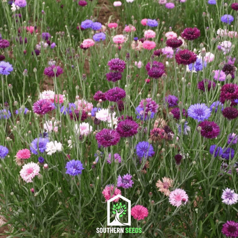 Cornflower Mix – 100 Seeds, additional product view 2