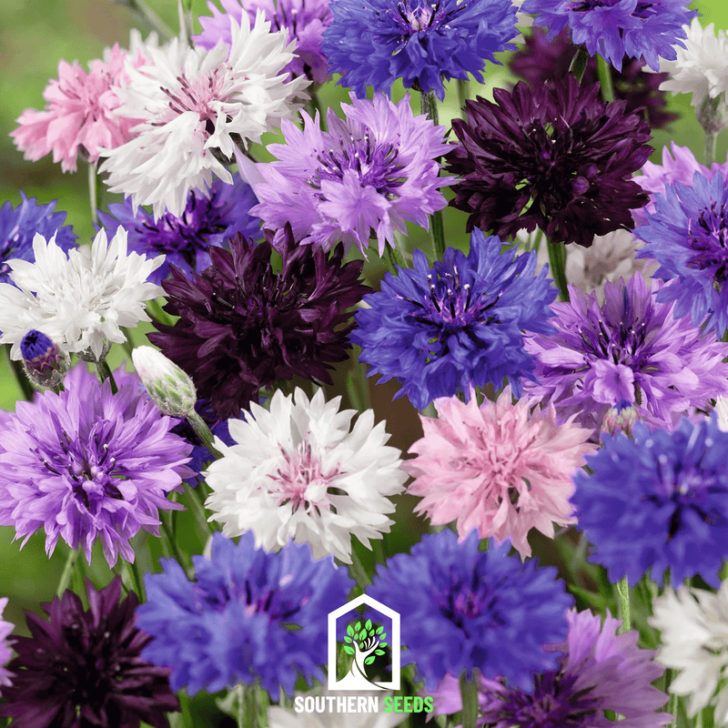 Load image into Gallery viewer, Cornflower Mix – 100 Seeds
