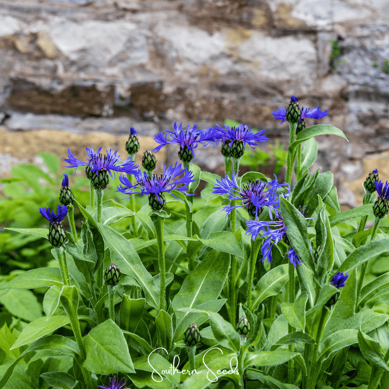 Load image into Gallery viewer, Montana Cornflower – 30 Seeds
