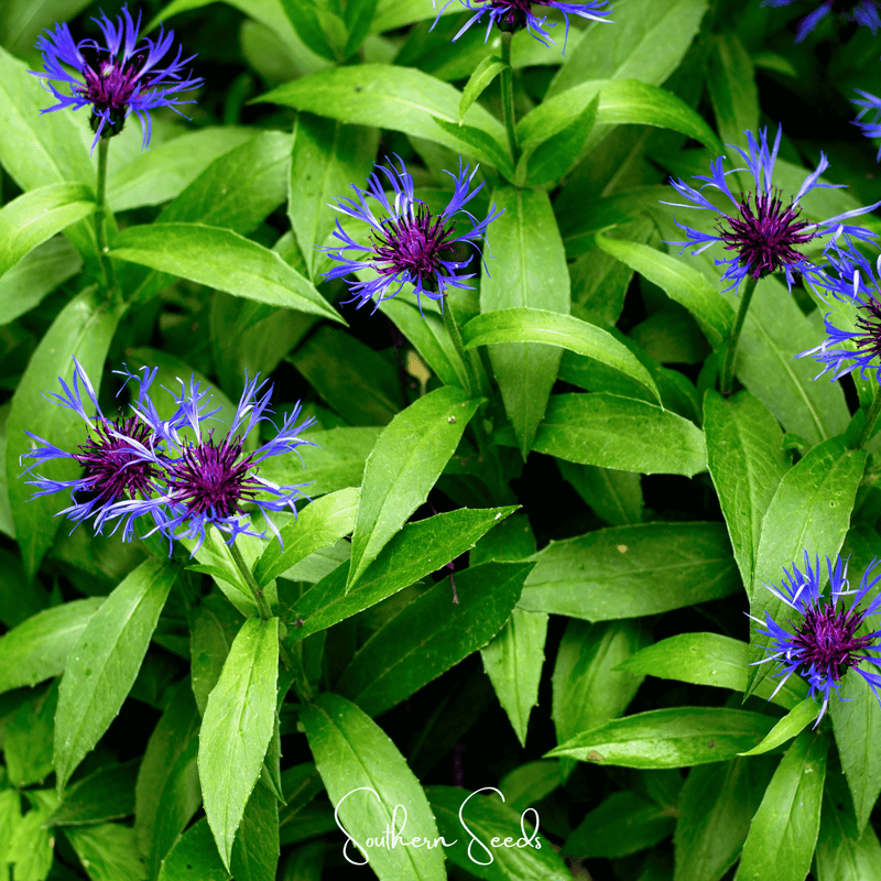 Load image into Gallery viewer, Montana Cornflower – 30 Seeds
