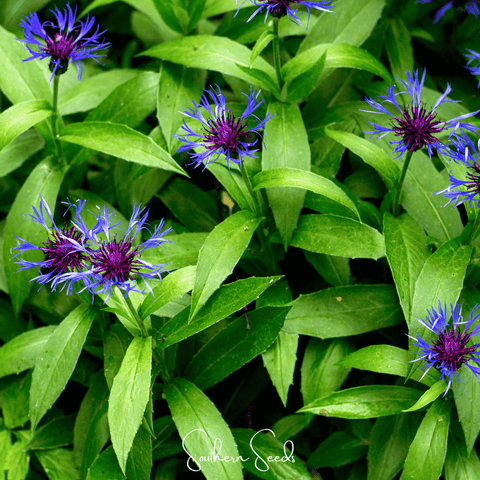 Montana Cornflower 30 Seeds