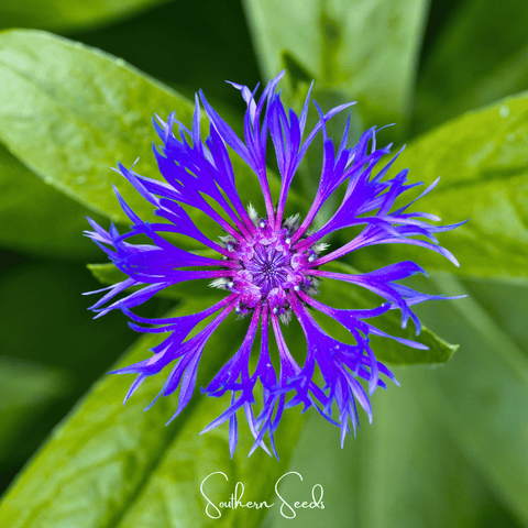 Montana Cornflower – 30 Seeds, additional product view 2