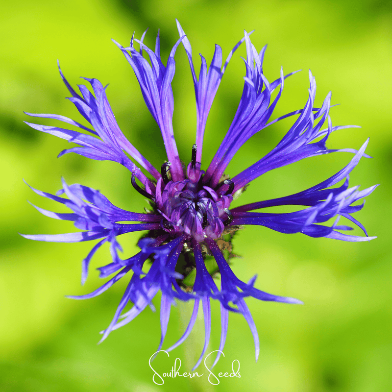Load image into Gallery viewer, Montana Cornflower – 30 Seeds
