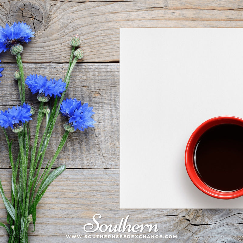 Load image into Gallery viewer, Tall Blue Cornflower – 100 Seeds
