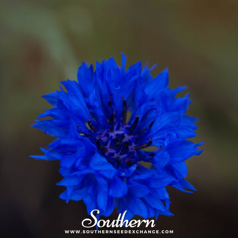 Tall Blue Cornflower seeds package, 100 count, GrowTime Garden Supply