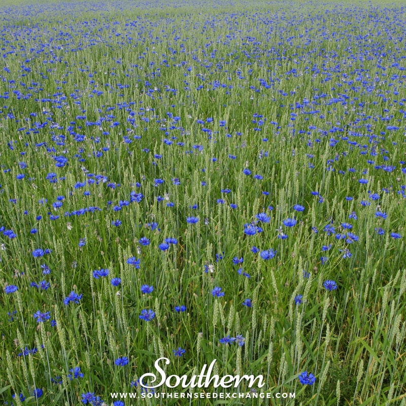 Load image into Gallery viewer, Tall Blue Cornflower – 100 Seeds
