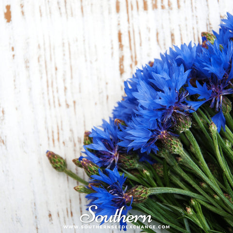 Tall Blue Cornflower – 100 Seeds, additional product view 2