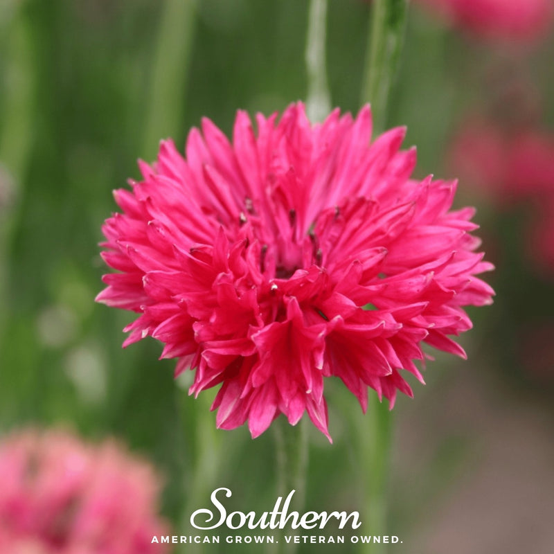 Load image into Gallery viewer, Tall Red Cornflower – 50 Seeds
