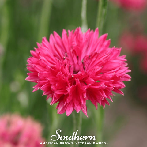 Tall Red Cornflower – 50 Seeds, additional product view 2