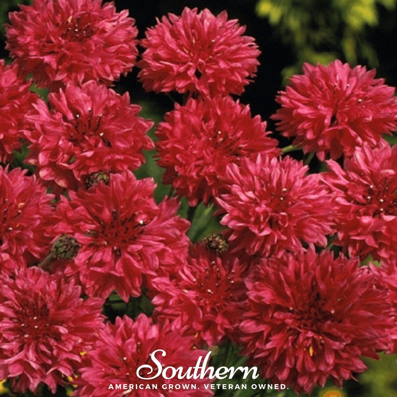 Load image into Gallery viewer, Tall Red Cornflower – 50 Seeds

