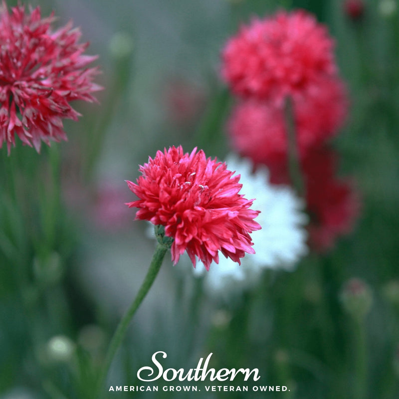 Load image into Gallery viewer, Tall Red Cornflower – 50 Seeds
