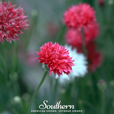 Tall Red Cornflower 50 Seeds
