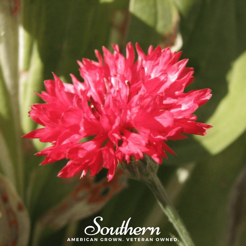 Load image into Gallery viewer, Tall Red Cornflower – 50 Seeds
