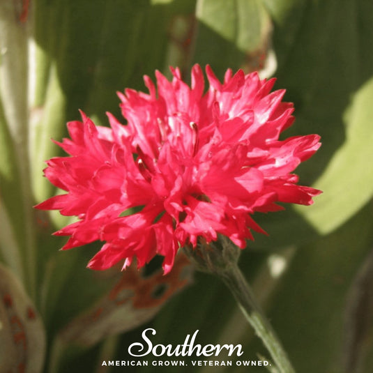 Tall Red Cornflower – 50 Seeds
