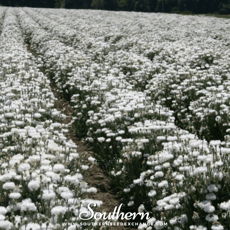 Load image into Gallery viewer, Tall White Cornflower – 100 Seeds
