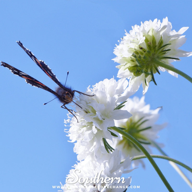 Load image into Gallery viewer, Tall White Cornflower – 100 Seeds
