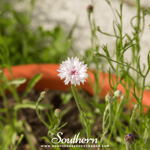 Tall White Cornflower – 100 Seeds, additional product view 2