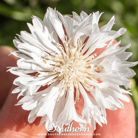 Tall White Cornflower seeds package, 100 count, GrowTime Garden Supply