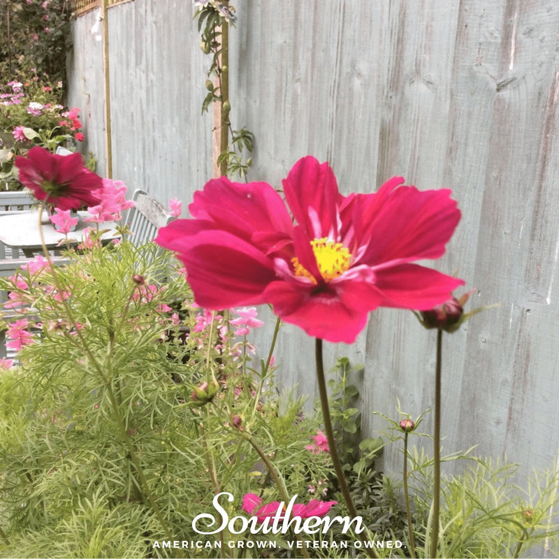 Load image into Gallery viewer, Dazzler Cosmos – 100 Seeds
