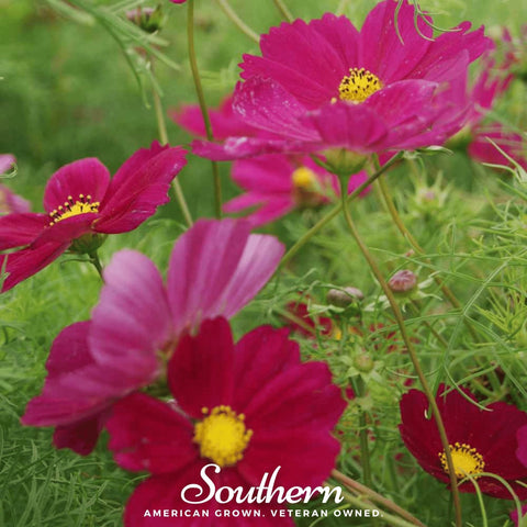 Dazzler Cosmos – 100 Seeds, additional product view 2