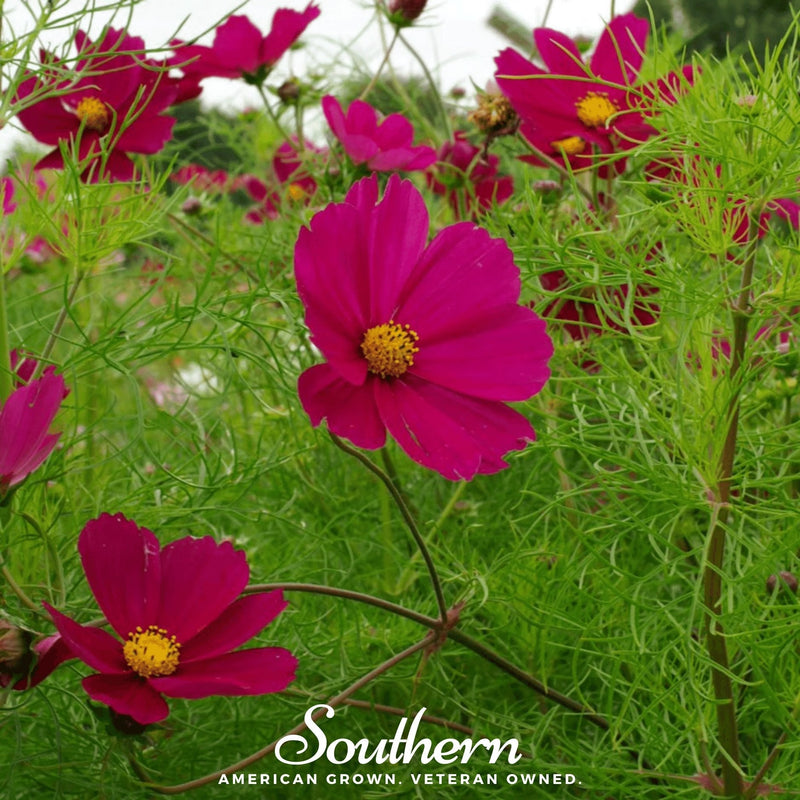 Load image into Gallery viewer, Dazzler Cosmos – 100 Seeds
