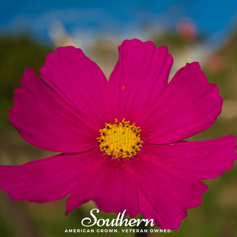 Dazzler Cosmos 100 Seeds