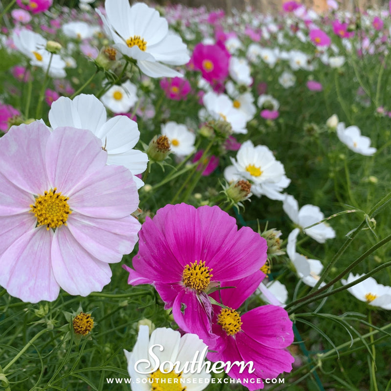 Load image into Gallery viewer, Dwarf Cosmos Mix – 100 Seeds
