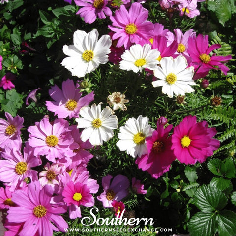 Dwarf Cosmos mix seeds package, 100 count, GrowTime Garden Supply