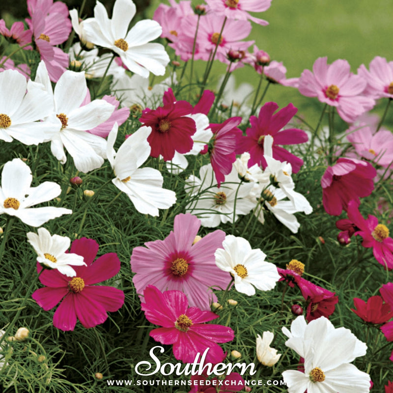 Load image into Gallery viewer, Dwarf Cosmos Mix – 100 Seeds
