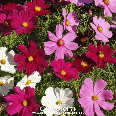 Dwarf Cosmos Mix – 100 Seeds, additional product view 2