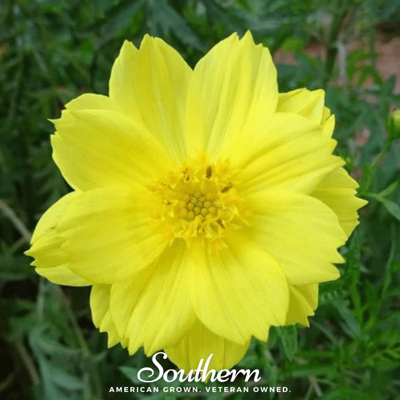 Load image into Gallery viewer, Lemon Sulphur Dwarf Cosmos – 100 Seeds

