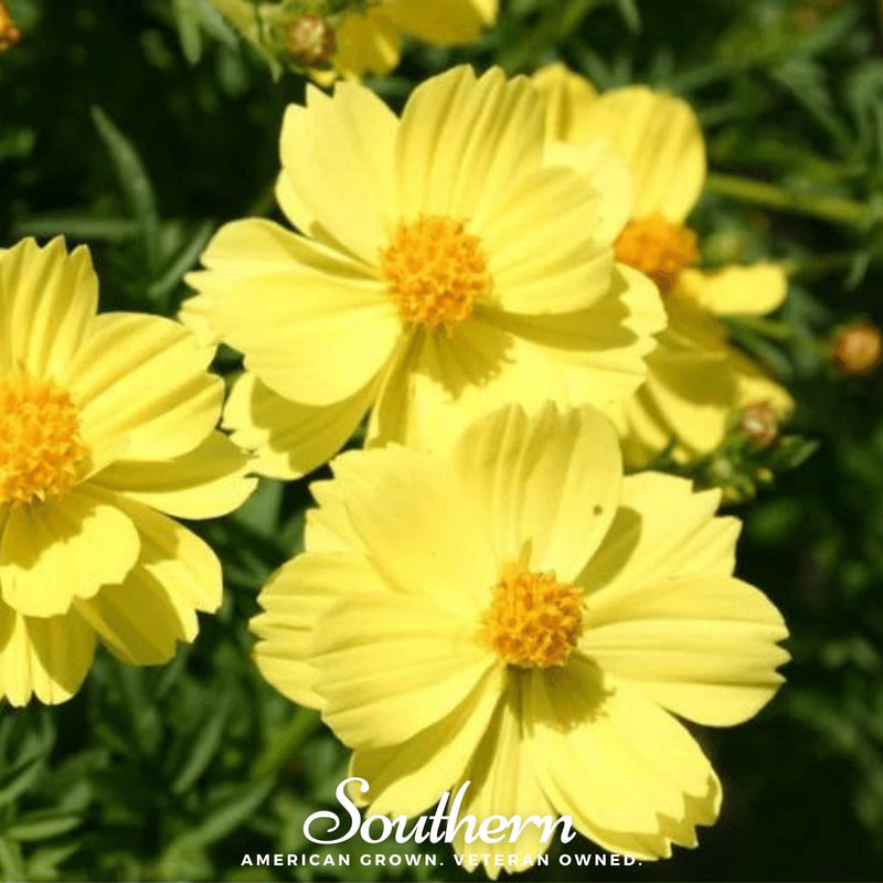 Load image into Gallery viewer, Lemon Sulphur Dwarf Cosmos – 100 Seeds

