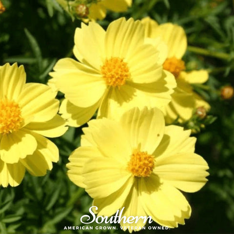 Lemon Sulphur Dwarf Cosmos – 100 Seeds, additional product view 2