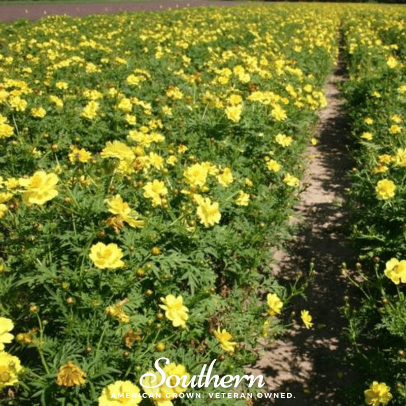 Load image into Gallery viewer, Lemon Sulphur Dwarf Cosmos – 100 Seeds
