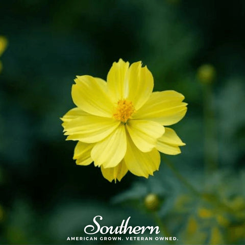 Lemon Sulphur Dwarf Cosmos 100 Seeds