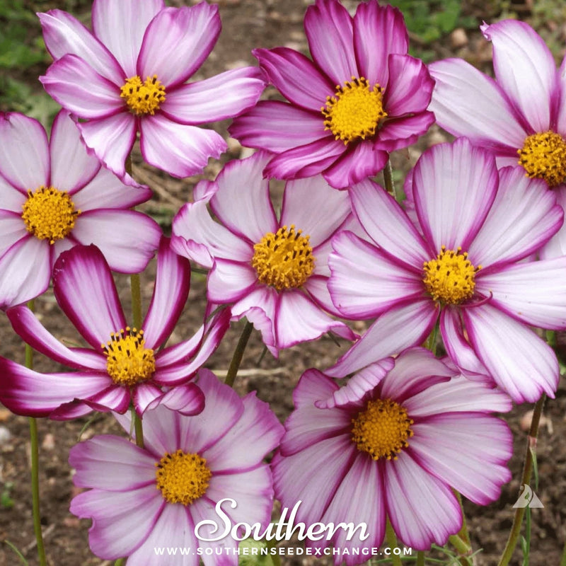 Load image into Gallery viewer, Picotee Cosmos – 100 Seeds
